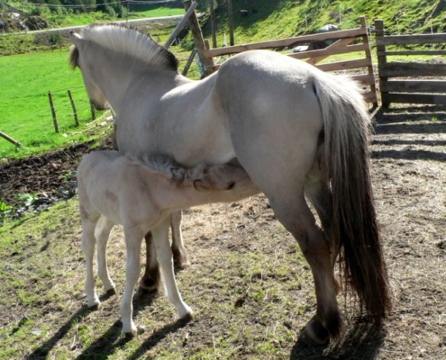 Hest med føl