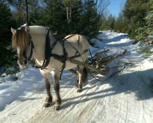 Skogsdrift med hest - Kolbjørntunet