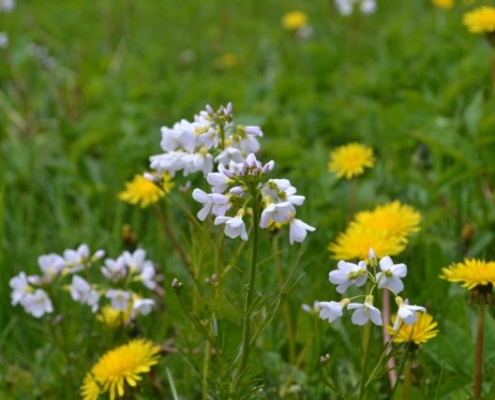 Blomstereng - Kolbjørntunet