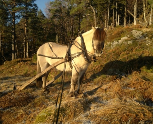 Sol i skogen - Kolbjørntunet