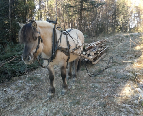 Hest med ved på sleden - Kolbjørntunet